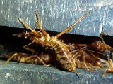 P1050402-Arthur Clarke_Close-up of Dermaptera (Earwigs) in Deer Cave-6